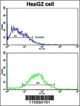 PUM2 Antibody