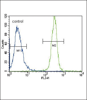 LYN Antibody