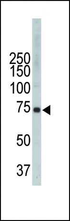 ITK Antibody
