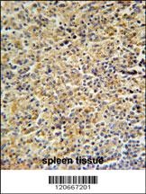 HCK Antibody