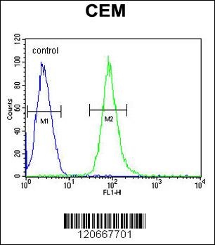 HCK Antibody