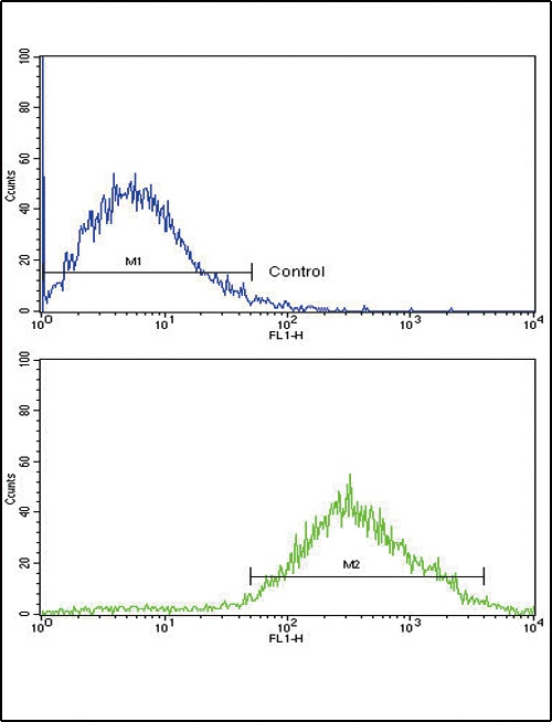 DDR2 Antibody