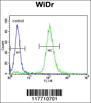 NTRK1 Antibody