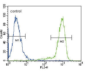 TRKA Antibody