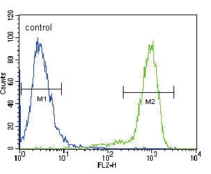 NTRK1 Antibody