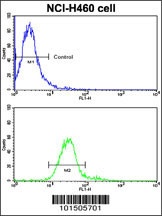 ROR1 Antibody
