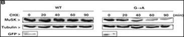 MUSK Antibody