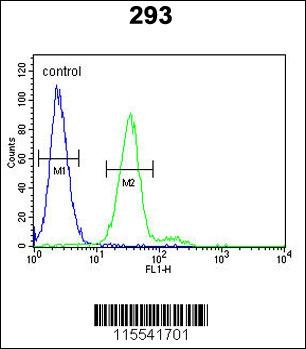 KIT Antibody