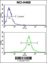 KIT Antibody