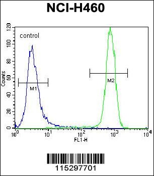 KIT Antibody