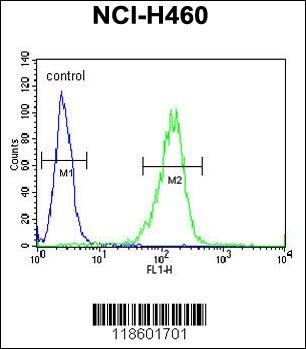 Sestrin-1 Antibody