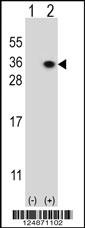 HS2ST1 Antibody