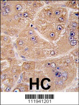 FUCA2 Antibody