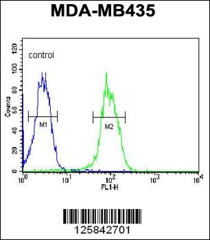 KDR Antibody