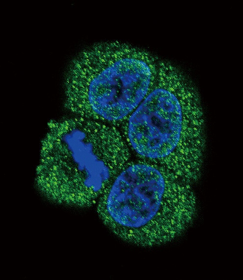 VEGFR2 Antibody