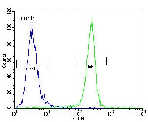 VEGFR2 Antibody