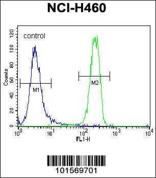 FGFR2 Antibody