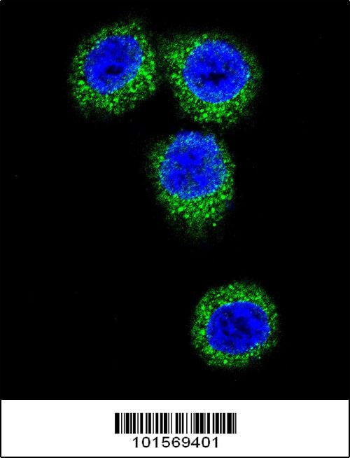 FGFR2 Antibody