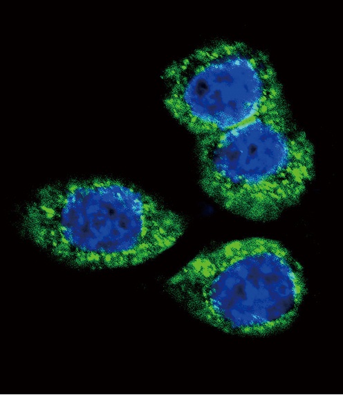 FGFR2 Antibody