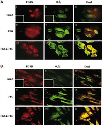 FGFR1 Antibody