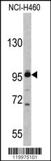 XPOT Antibody