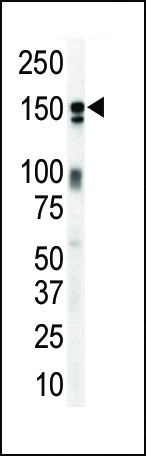 ERBB3 Antibody