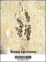 ERBB3 Antibody