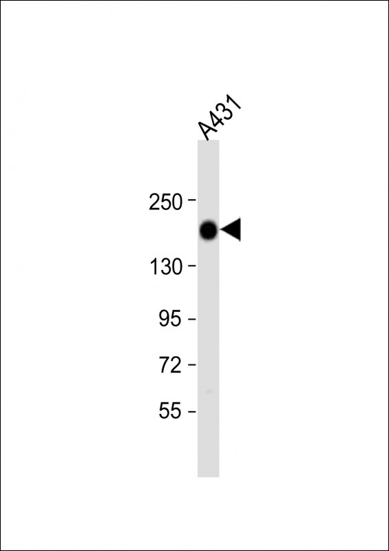 EGFR Antibody