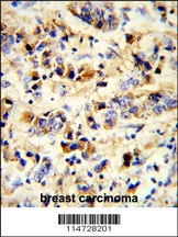 EGFR Antibody
