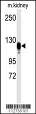 EGFR Antibody