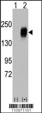 EGFR Antibody