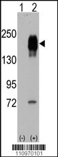 EGFR Antibody