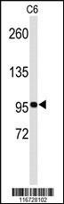 EPHB3 Antibody