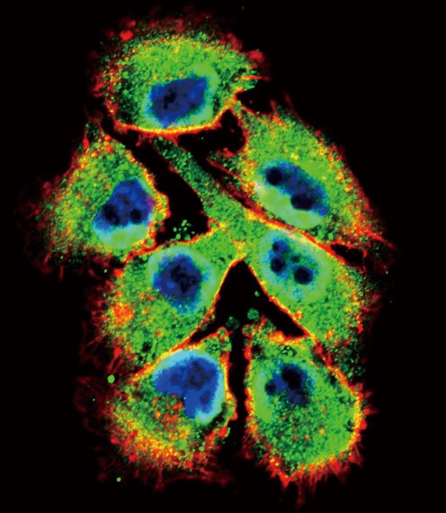 EPHB2 Antibody