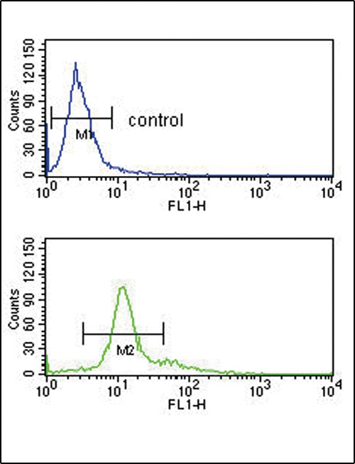 PCSK2 Antibody