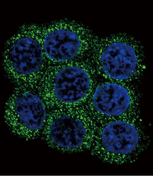 PCSK2 Antibody