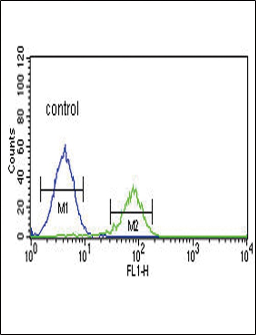 PCSK2 Antibody