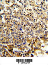 NCF4 Antibody