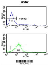 NCF4 Antibody