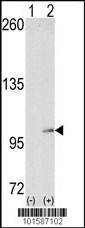 EPHA4 Antibody