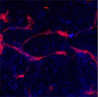 EphA4 Antibody