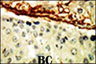 EPHA4 Antibody