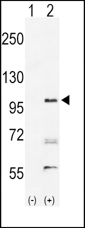 EPHA2 Antibody