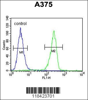 LUM Antibody