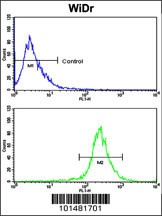 AXL Antibody