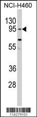 CLOCK Antibody