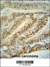 CUL5 Antibody