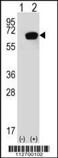 HSPA1A Antibody