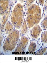 AARS2 Antibody