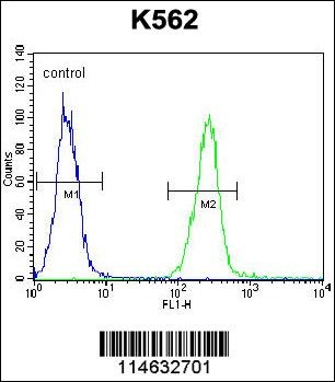 AARS2 Antibody